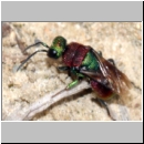 Hedychrum nobile - Sand-Goldwespe 12a.jpg